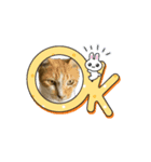 みーさんちのねこ（個別スタンプ：1）