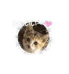 みーさんちのねこ（個別スタンプ：2）