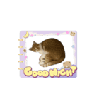 みーさんちのねこ（個別スタンプ：3）