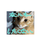 みーさんちのねこ（個別スタンプ：7）