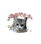 みーさんちのねこ（個別スタンプ：8）