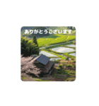 #五色の短冊 *move（個別スタンプ：5）