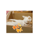 動く♪HARORI①（個別スタンプ：5）