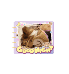 シェルティ チェリーちゃん⑭（個別スタンプ：4）