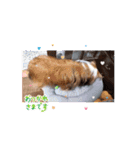 シェルティ チェリーちゃん⑭（個別スタンプ：5）