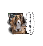 シェルティ チェリーちゃん⑭（個別スタンプ：8）