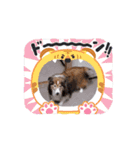 シェルティ チェリーちゃん⑭（個別スタンプ：9）
