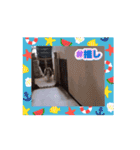 シェルティ チェリーちゃん⑭（個別スタンプ：10）