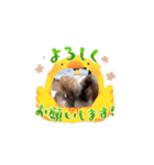 シェルティ チェリーちゃん⑭（個別スタンプ：14）