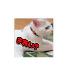 動くHARORI②（個別スタンプ：5）