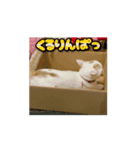 動くHARORI②（個別スタンプ：6）
