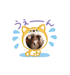 シェルティ チェリーちゃん⑮（個別スタンプ：5）