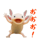 日常系ウーパールーパー（個別スタンプ：2）