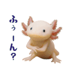 日常系ウーパールーパー（個別スタンプ：9）