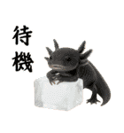 日常系ウーパールーパー（個別スタンプ：10）