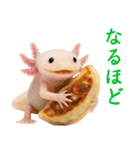 日常系ウーパールーパー（個別スタンプ：13）