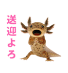 日常系ウーパールーパー（個別スタンプ：18）