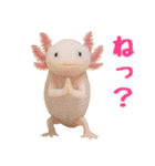 日常系ウーパールーパー（個別スタンプ：19）