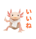 日常系ウーパールーパー（個別スタンプ：22）