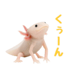 日常系ウーパールーパー（個別スタンプ：24）