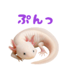 日常系ウーパールーパー（個別スタンプ：25）