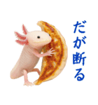 日常系ウーパールーパー（個別スタンプ：30）