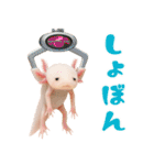 日常系ウーパールーパー（個別スタンプ：31）
