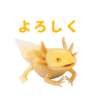 日常系ウーパールーパー（個別スタンプ：32）