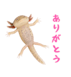日常系ウーパールーパー（個別スタンプ：33）