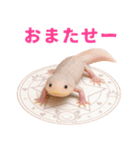 日常系ウーパールーパー（個別スタンプ：34）