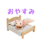 日常系ウーパールーパー（個別スタンプ：36）