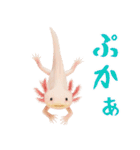 日常系ウーパールーパー（個別スタンプ：40）