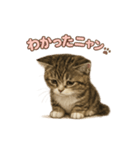 子ネコverマンチカン（個別スタンプ：1）