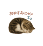子ネコverマンチカン（個別スタンプ：10）