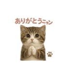 子ネコverマンチカン（個別スタンプ：11）