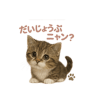 子ネコverマンチカン（個別スタンプ：13）