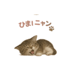 子ネコverマンチカン（個別スタンプ：20）