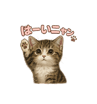 子ネコverマンチカン（個別スタンプ：35）