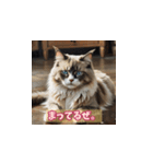 表情ゆたかな感情ねこスタンプ（個別スタンプ：13）