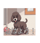 スタンダードプードルがいっぱい（個別スタンプ：1）