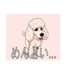 スタンダードプードルがいっぱい（個別スタンプ：31）