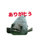 大きな魚（個別スタンプ：1）