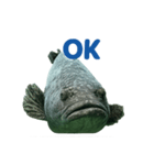 大きな魚（個別スタンプ：4）