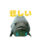 大きな魚（個別スタンプ：5）