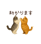 動く！2匹はぽっちゃりねこ（個別スタンプ：11）