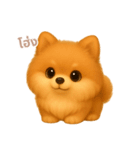 ワンだふる｜ポメラニアン【タイ語】（個別スタンプ：1）