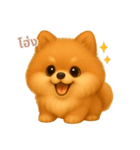 ワンだふる｜ポメラニアン【タイ語】（個別スタンプ：2）