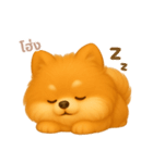 ワンだふる｜ポメラニアン【タイ語】（個別スタンプ：4）