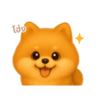 ワンだふる｜ポメラニアン【タイ語】（個別スタンプ：5）