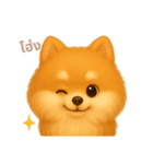 ワンだふる｜ポメラニアン【タイ語】（個別スタンプ：9）